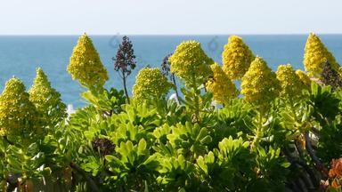 Aeoniumarboreum石莲花树黄色的花加州美国爱尔兰玫瑰多汁的花序首页园艺美国装饰观赏室内植物自然植物海洋海滩大气